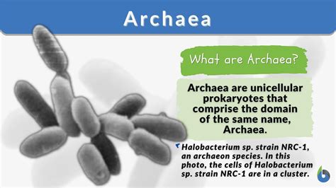 Archaea Examples