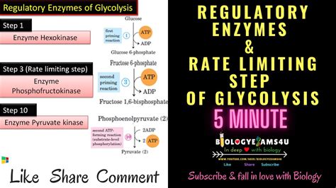 What Are Rate Limiting Enzymes