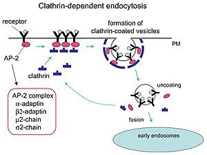 Clathrin - Wikipedia