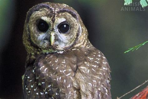 Spotted Owl Facts, Identification, Size, Habitat & More