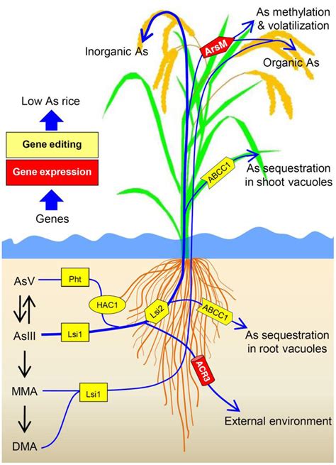 Frontiers | Arsenic Transport in Rice and Biological Solutions to ...