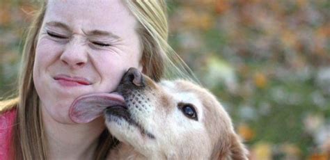 What Happens When Your Dog Licks Your Face | TipHero