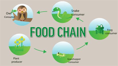 Examples of Producers and Consumers in a Food Chain | YourDictionary