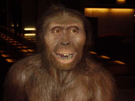 Australopithecus - Wikipedia, la enciclopedia libre