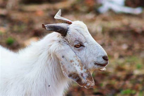 Best Goat Breeds to Raise for Meat