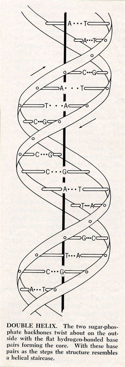 The Watson and Crick Structure of DNA | Dna tattoo, Dna art, Dna model