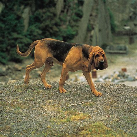 Bloodhound | Origins, History, Scenting Ability, Care, Upkeep ...