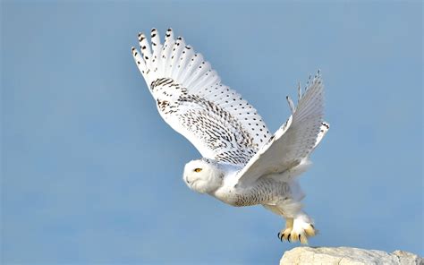 Snowy Owl | Audubon Field Guide