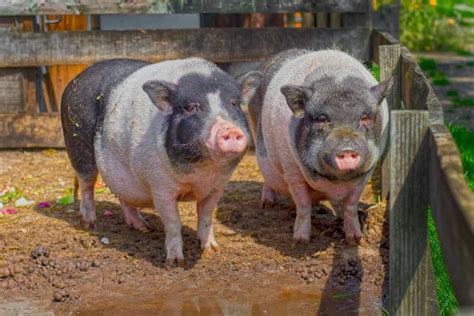 Pig Farming in Canada: Breeds, How to Start