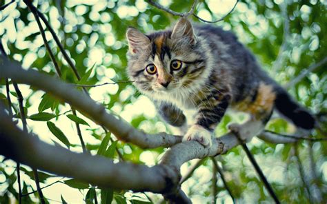 A Cat Climbing Down A Tree wallpaper | animals | Wallpaper Better