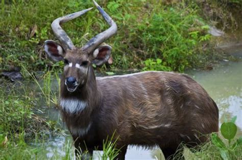 Tourism Observer: AFRICA: Sitatunga The Aquatic Antelopes Of Africa