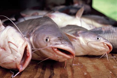 Tips for Fishing for Catfish in Lakes