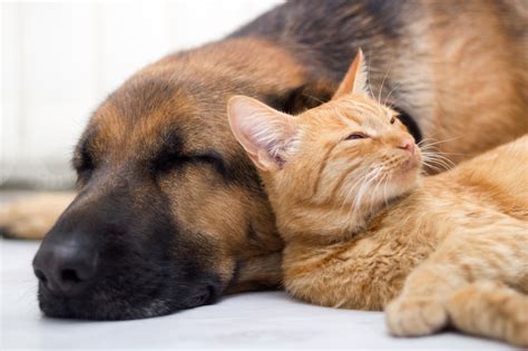 How To Make Your Dog and Cat Become Friends