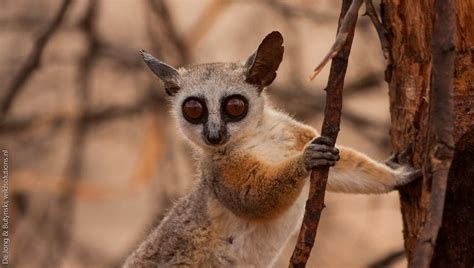 Somali lesser galago (Galago gallarum) by WildSolutions http ...