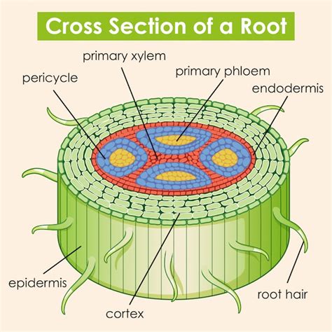 [DIAGRAM] Skin Cross Section Diagram - MYDIAGRAM.ONLINE