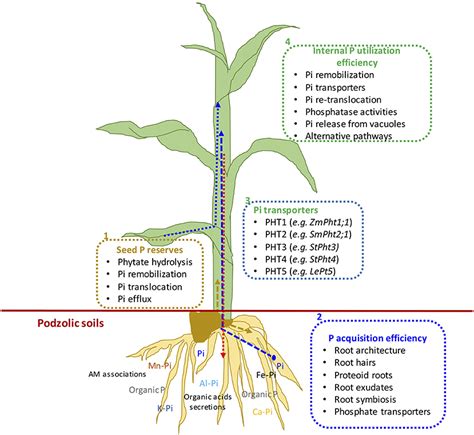 Phosphorus Uses In Plants