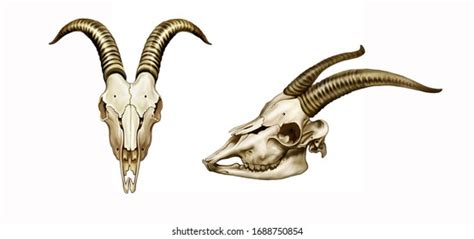 Goat Skull Horns Face Profile Realistic Stock Illustration 1688750854 ...