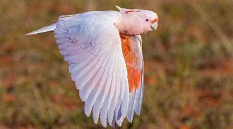 Pink Cockatoo - BirdLife Australia