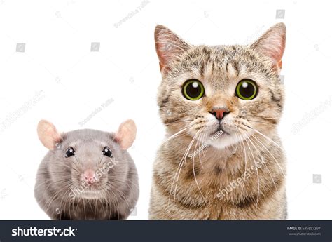 1,452 Cat Eating Rat Images, Stock Photos & Vectors | Shutterstock