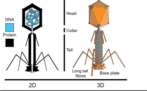 Bacteriophage Structure Labeled