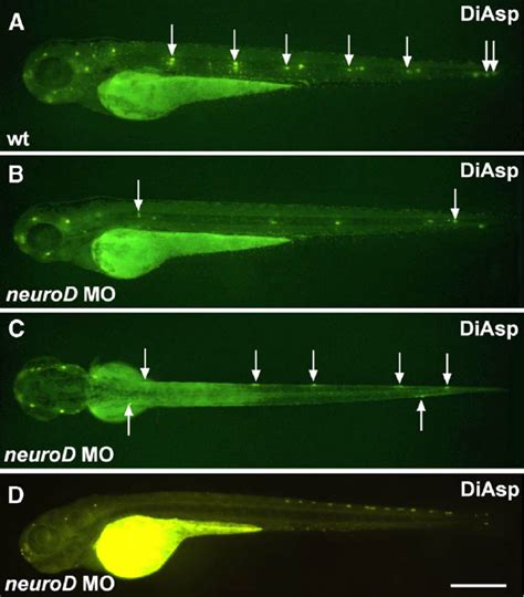 NeuroD morpholino injection affects formation of the posterior lateral ...