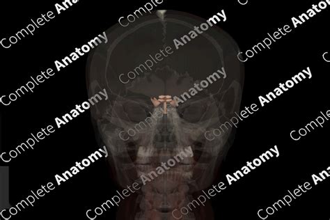 Mesencephalon | Complete Anatomy