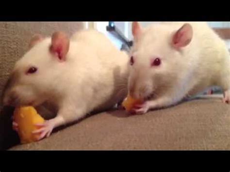 Rats eating cheese - YouTube