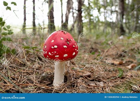 Poisonous Mushrooms Under Pine Trees Stock Photos - Free & Royalty-Free ...