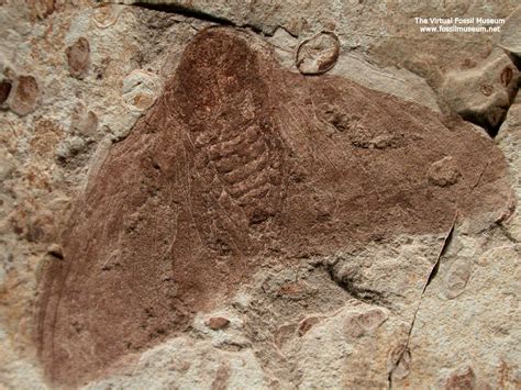 Lower Cretaceous Lepidoptera Fossil