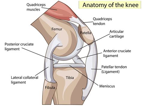 What Is A Patellar Tendon Tear? (Video) - Jeffrey H. Berg, M.D.