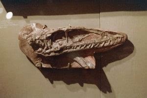 Coelophysis Skull - DinoPit