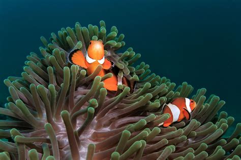 Clownfish and Host Anemone Matches