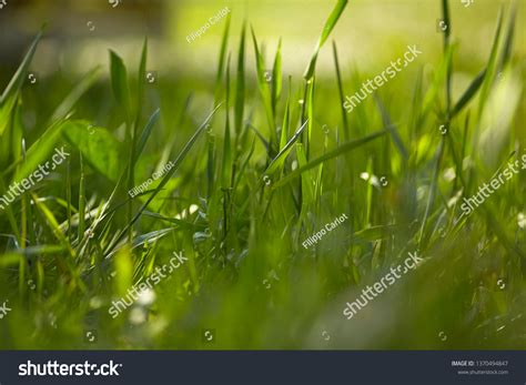 5 Blades Grass Kissed By Sunlight Images, Stock Photos & Vectors ...