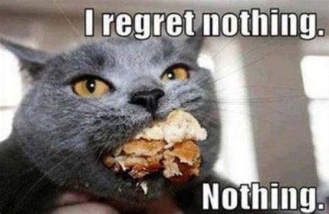 How I Feel About Dieting--A Cat Meme Story — Ariele Sieling