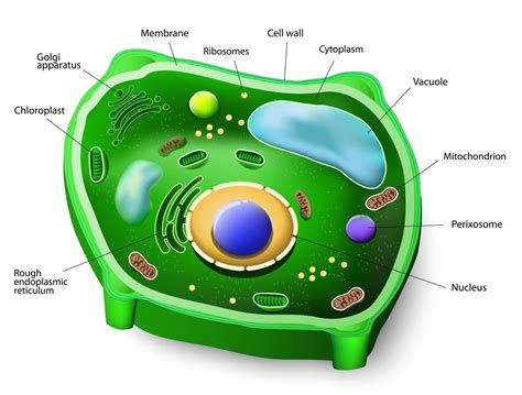 Plant Cell 3d Diagram