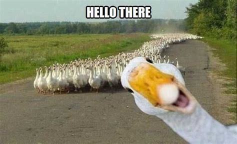 Hello There Meme Discover more interesting Duck, Happy, Hello, Hello ...