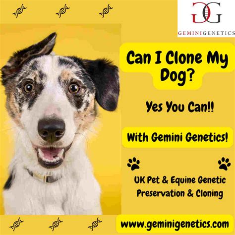 How Much Does It Cost To Clone My Dog? Dog cloning cost! | Gemini Genetics