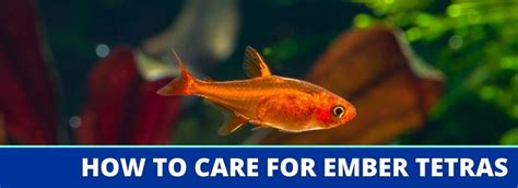 Ember Tetra Care Guide: Fact Sheet, Breeding, & Behavior