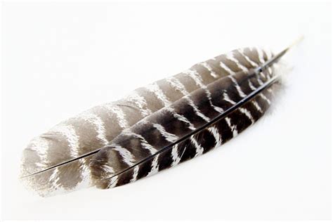 Feather | Owl feather, Barred owl, Feather art