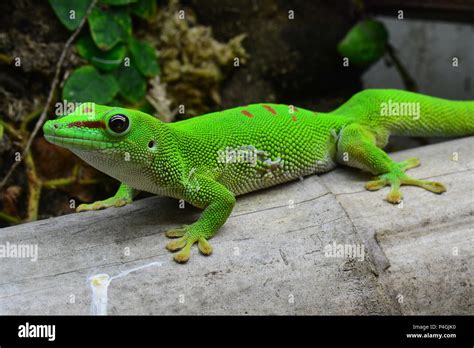 Madagascar Day Gecko Stock Photo - Alamy