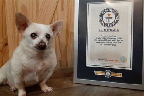 Oldest living dog is a Chihuahua mix near Dayton, Guinness World ...