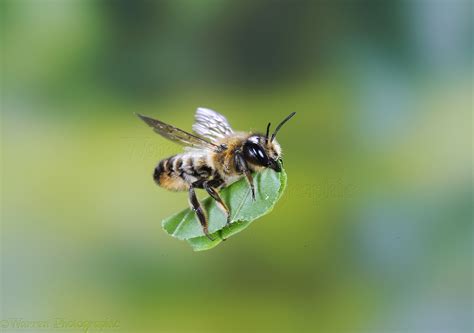 Leaf-cutting bee photo - WP42084