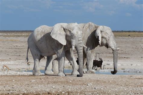 Etosha National Park - One of the most popular wildlife reserves on earth