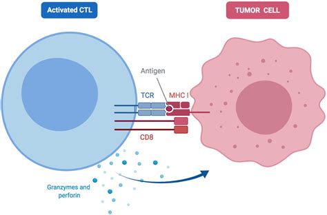 When CTL binds an antigen, it gets activated and produce granzymes and ...