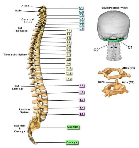 Bones-of-the-Spine-for-EMS - Handley Law