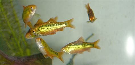 Gold Barbs: Care and Good Tank Mates for This Aquarium Fish | PetHelpful