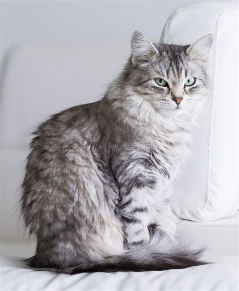 Beautiful Silver Cat of Siberian Breed in the House Stock Photo - Image ...