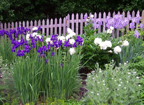 Iris Companion Plants | Gardener's Guide on Companion Plants for Iris ...