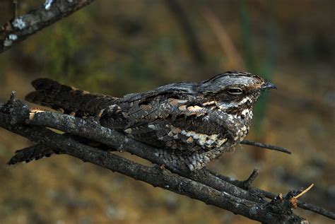 European Nightjar photos and wallpapers. Collection of the European ...