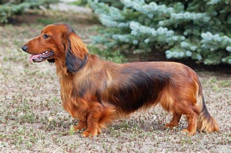 Dachshund: Terrier Or Hound? Unveiling The True Canine Identity